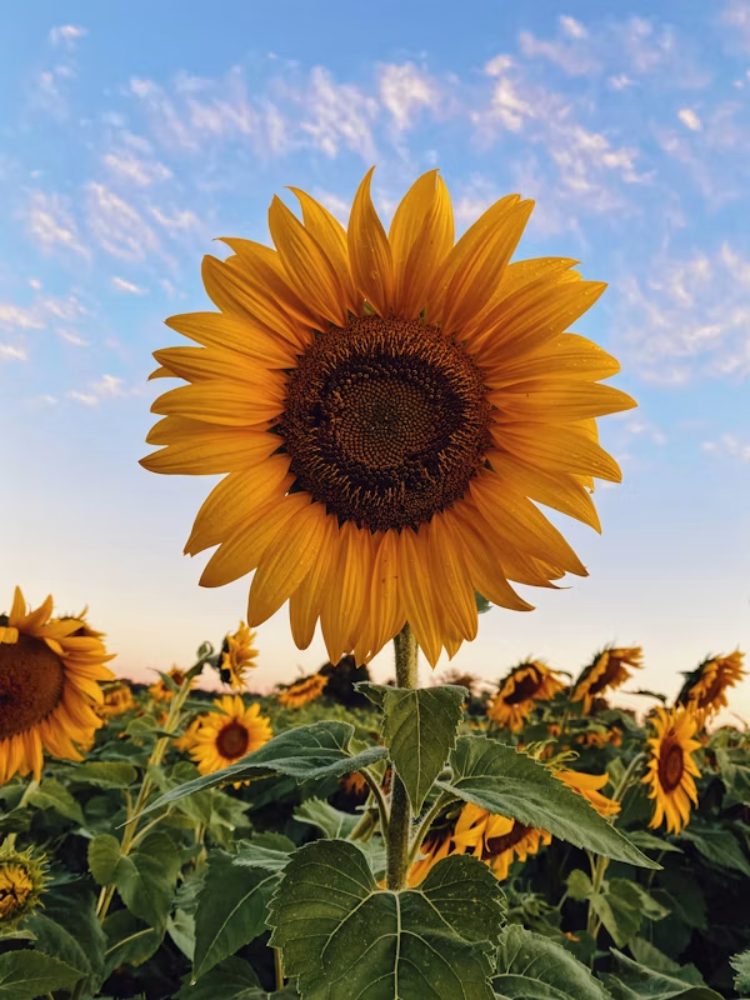 Sunflower Garden